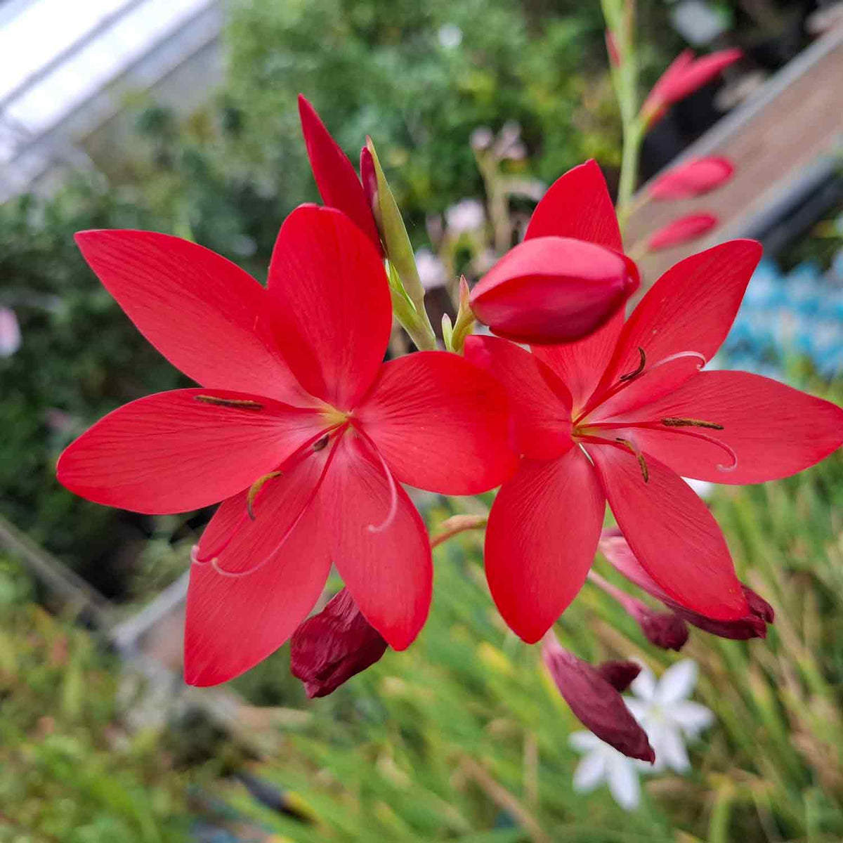 Schizostylis coccinea major p9
