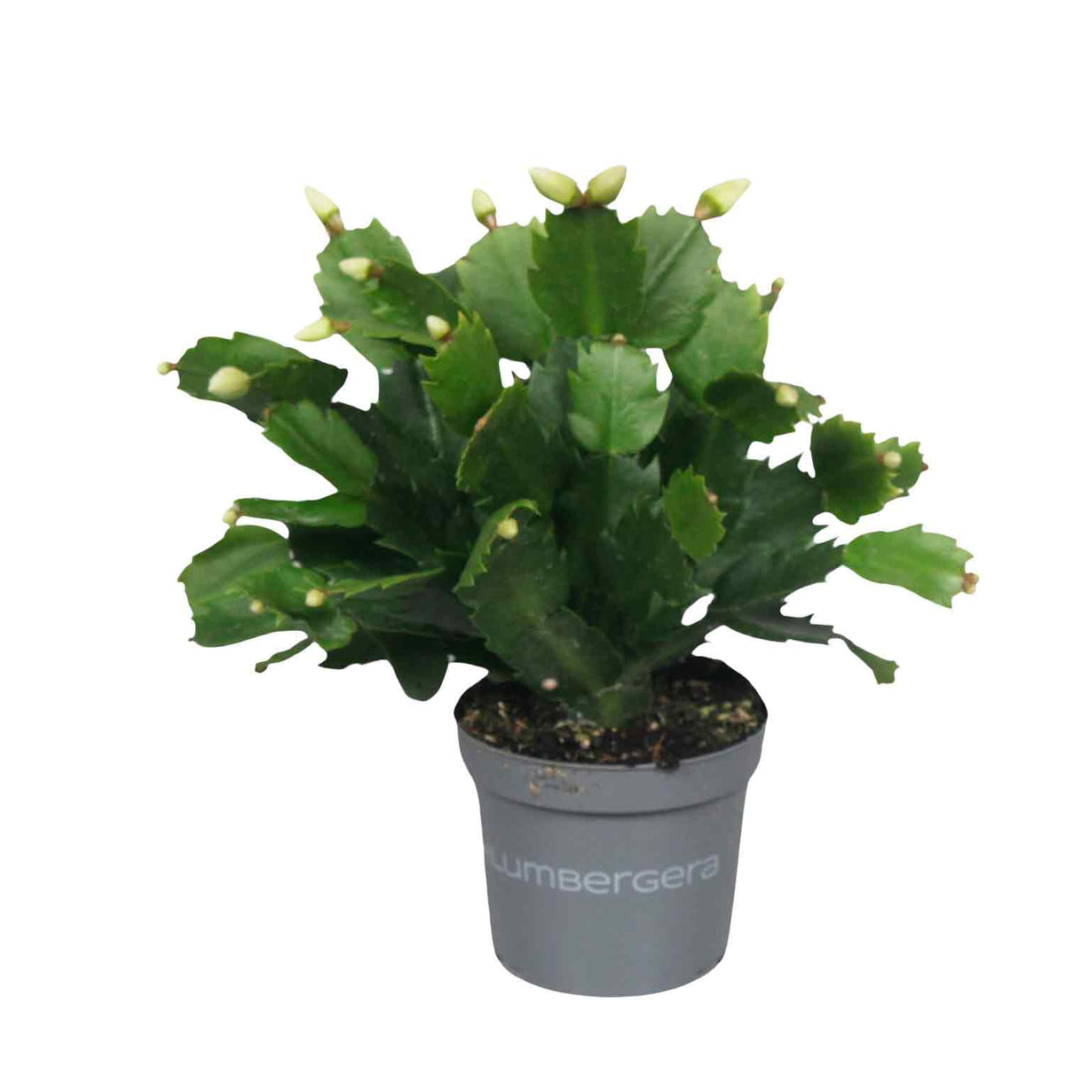 Schlumbergera 'Witte Eva' 9cm