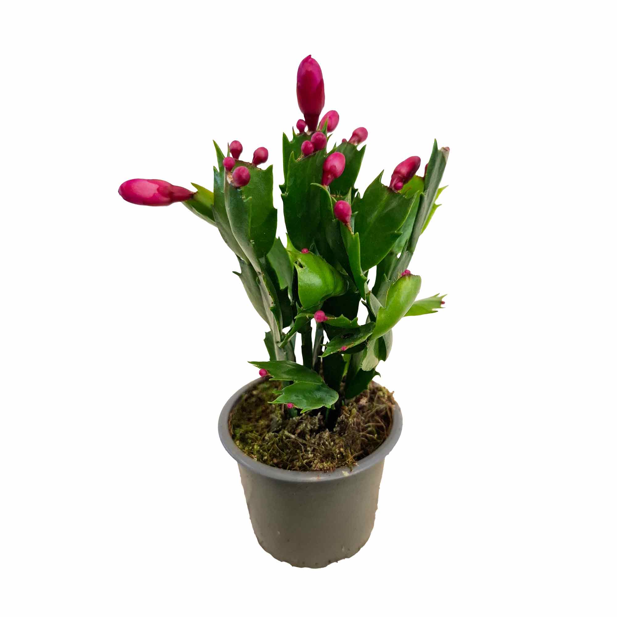 Schlumbergera Sharon, Purple 9cm