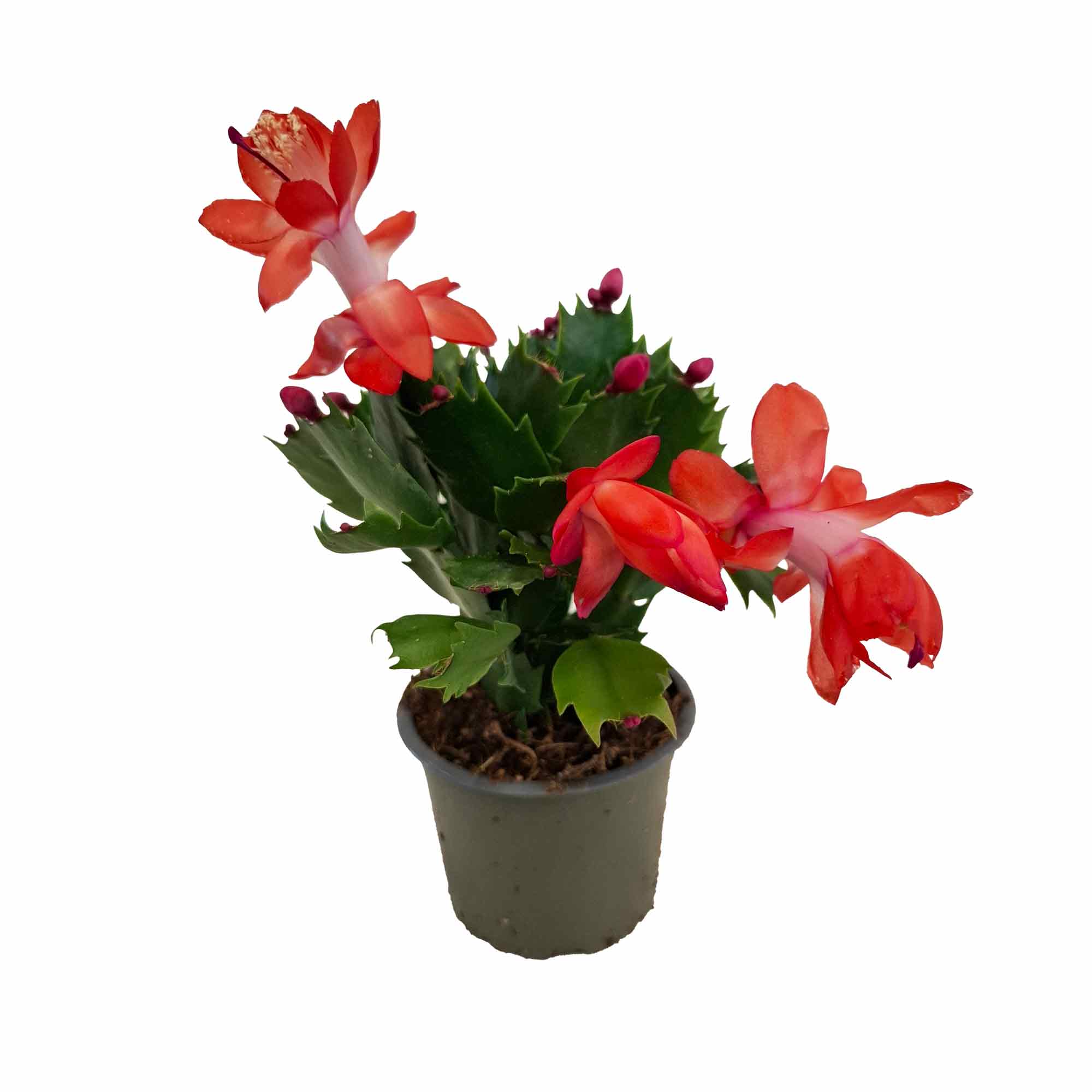 Schlumbergera Olga, Red 9cm