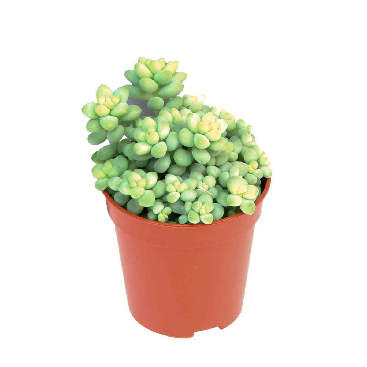 Sedum burrito 5,5cm