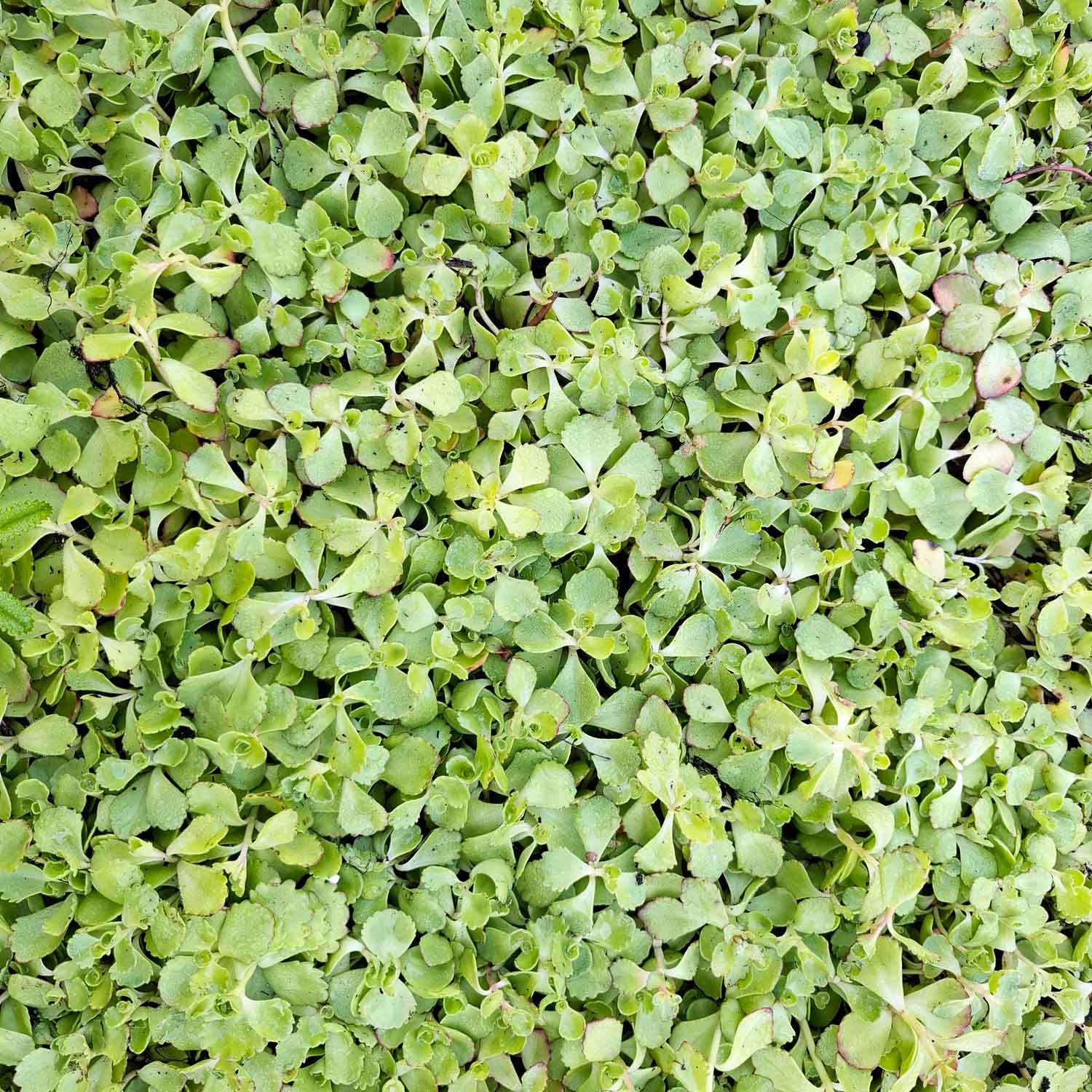 Sedum spurium 'Coccineum' P9