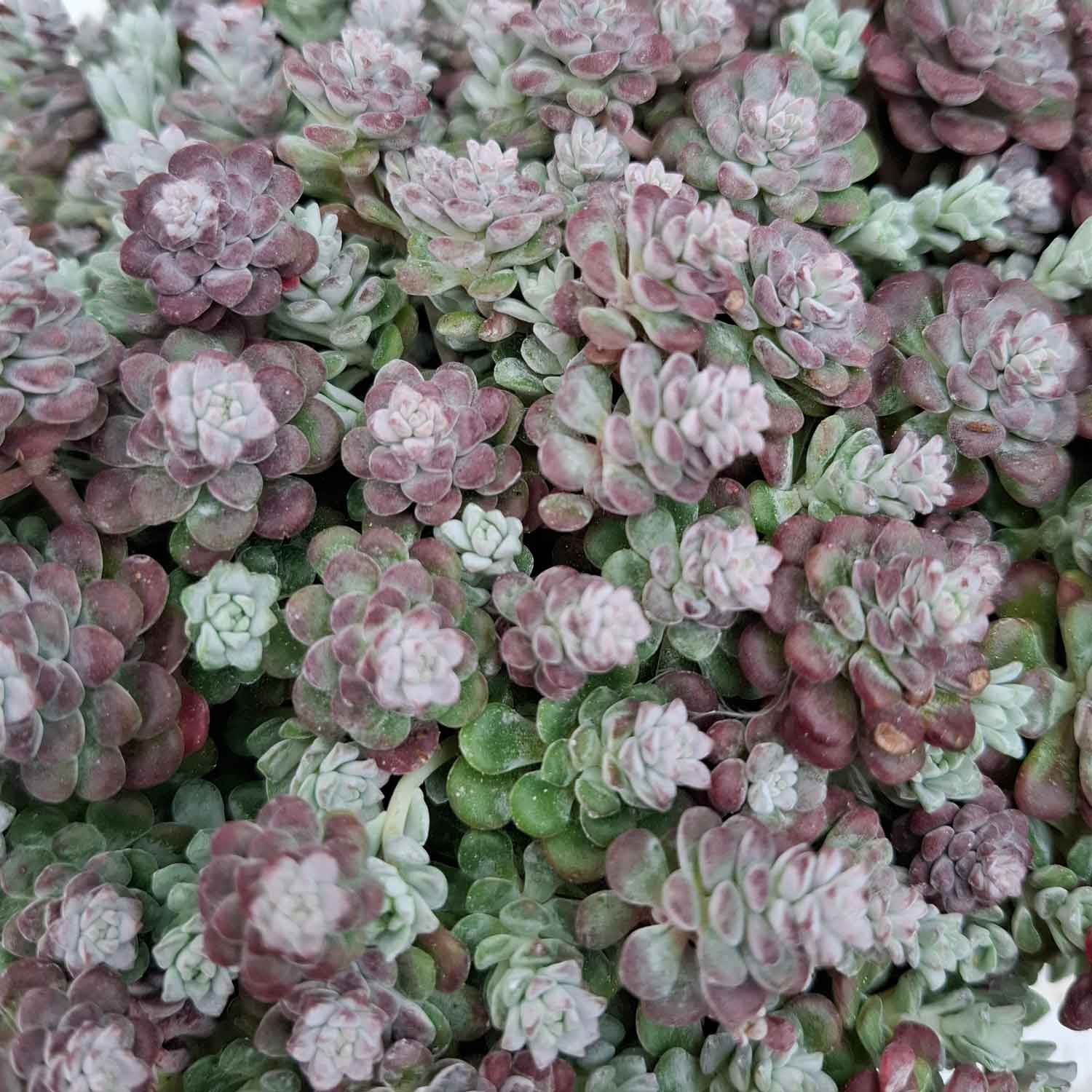 Sedum spathulifolium 'Cape Blanco' P9