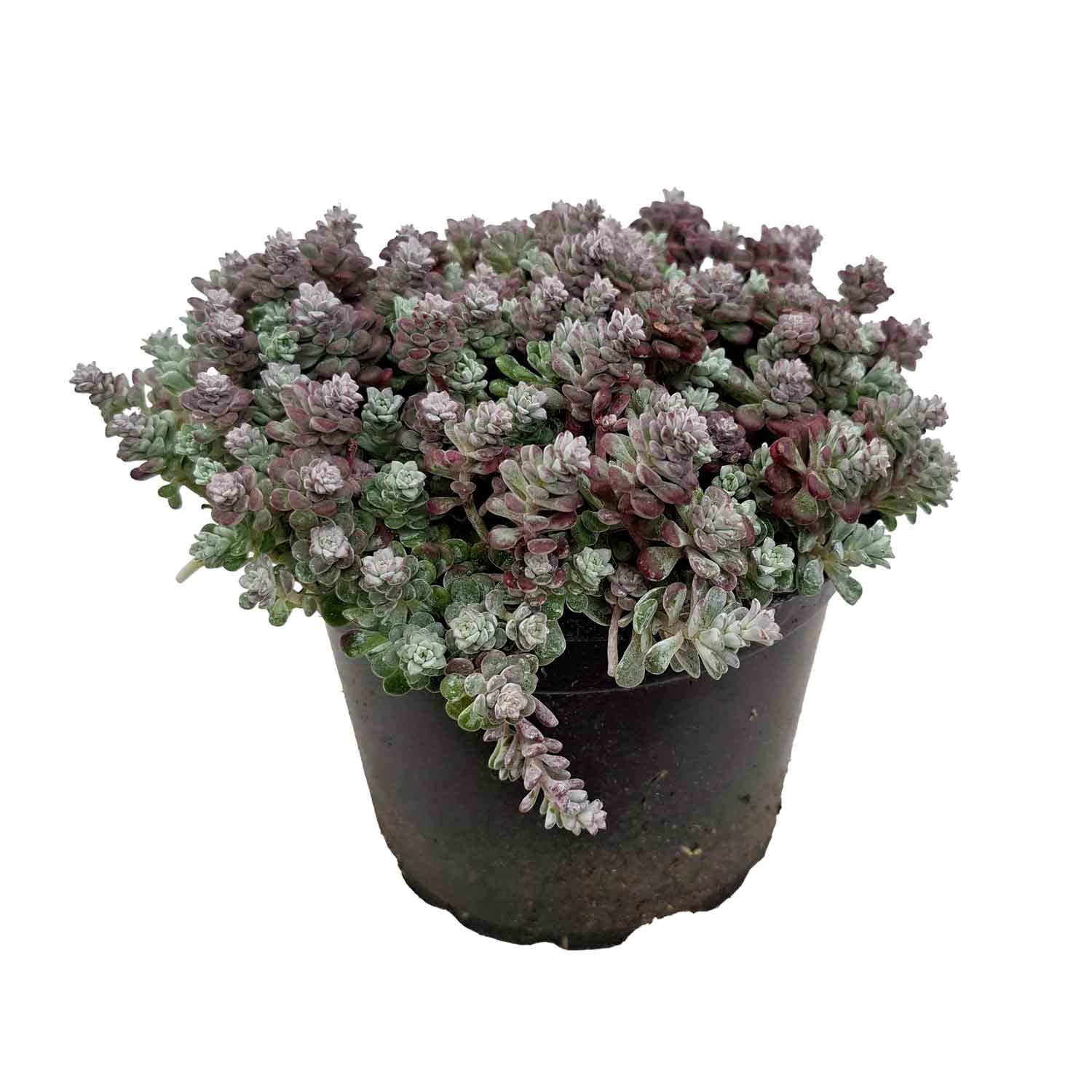 Sedum spathulifolium 'Cape Blanco' 2L