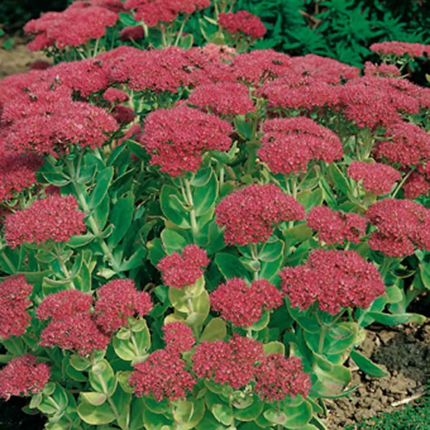 Sedum 'Herbstfreude' 2L