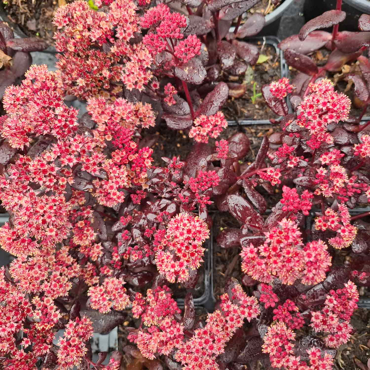 Sedum t. 'Touchdown Teak' P9