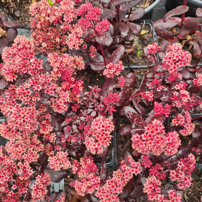 Sedum t. 'Touchdown Teak' P9