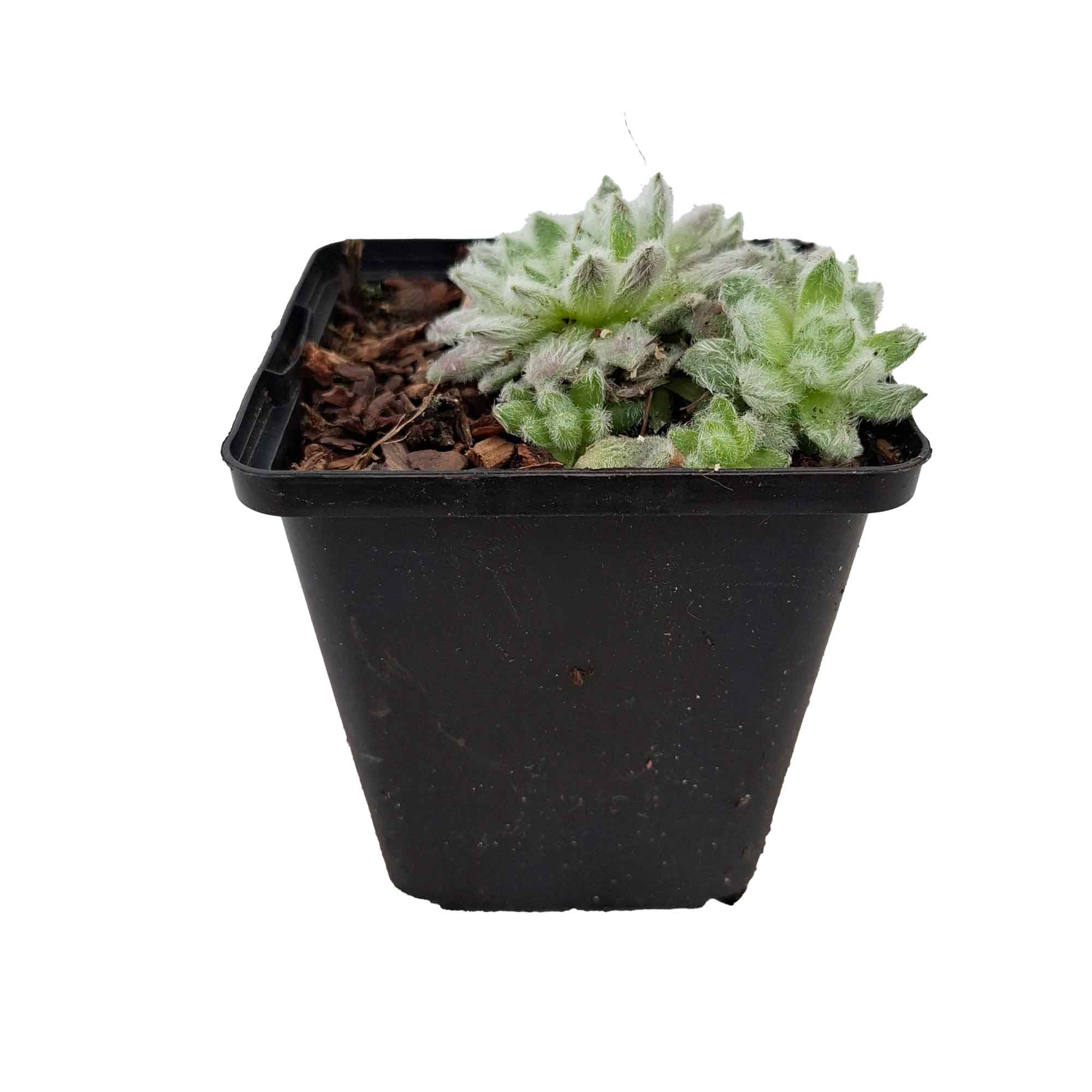 Sempervivum 'Coconut Kiss' P9