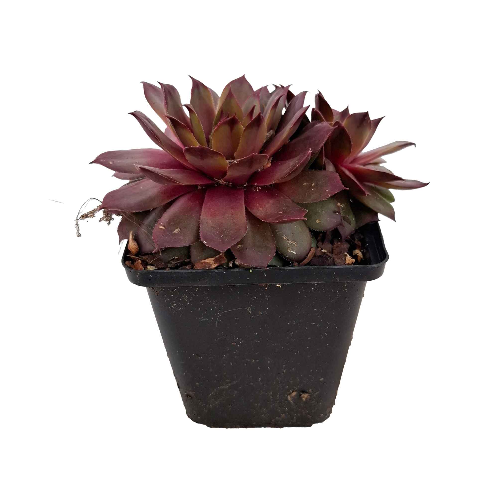 Sempervivum 'Purple Beauty' P9