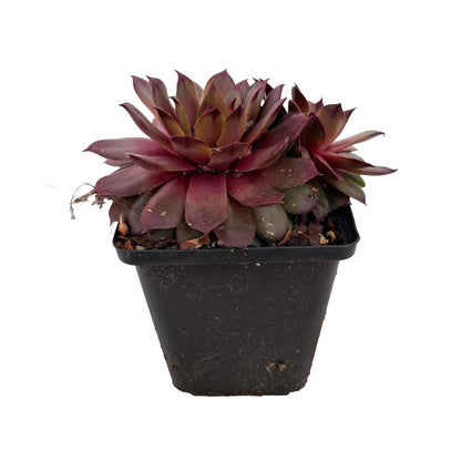 Sempervivum 'Purple Beauty' P9