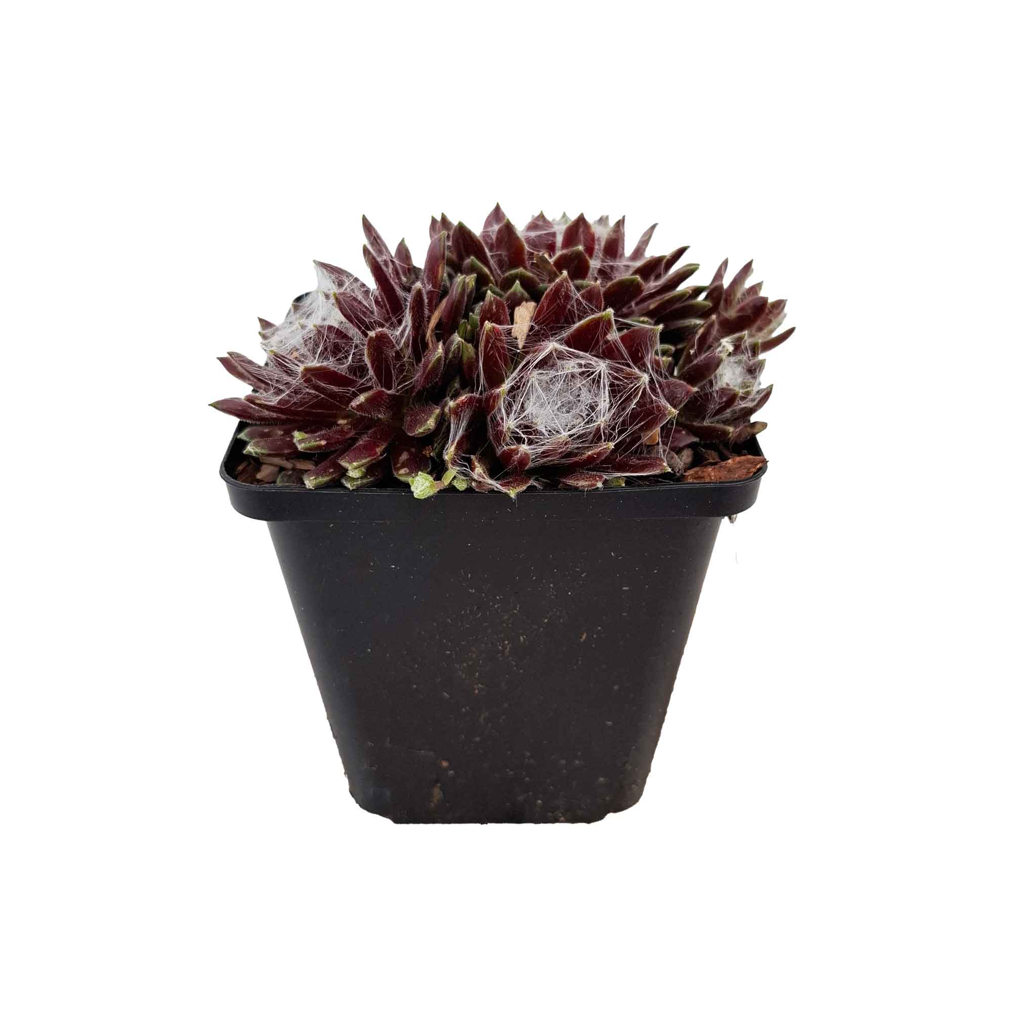Sempervivum 'Silberring' P9