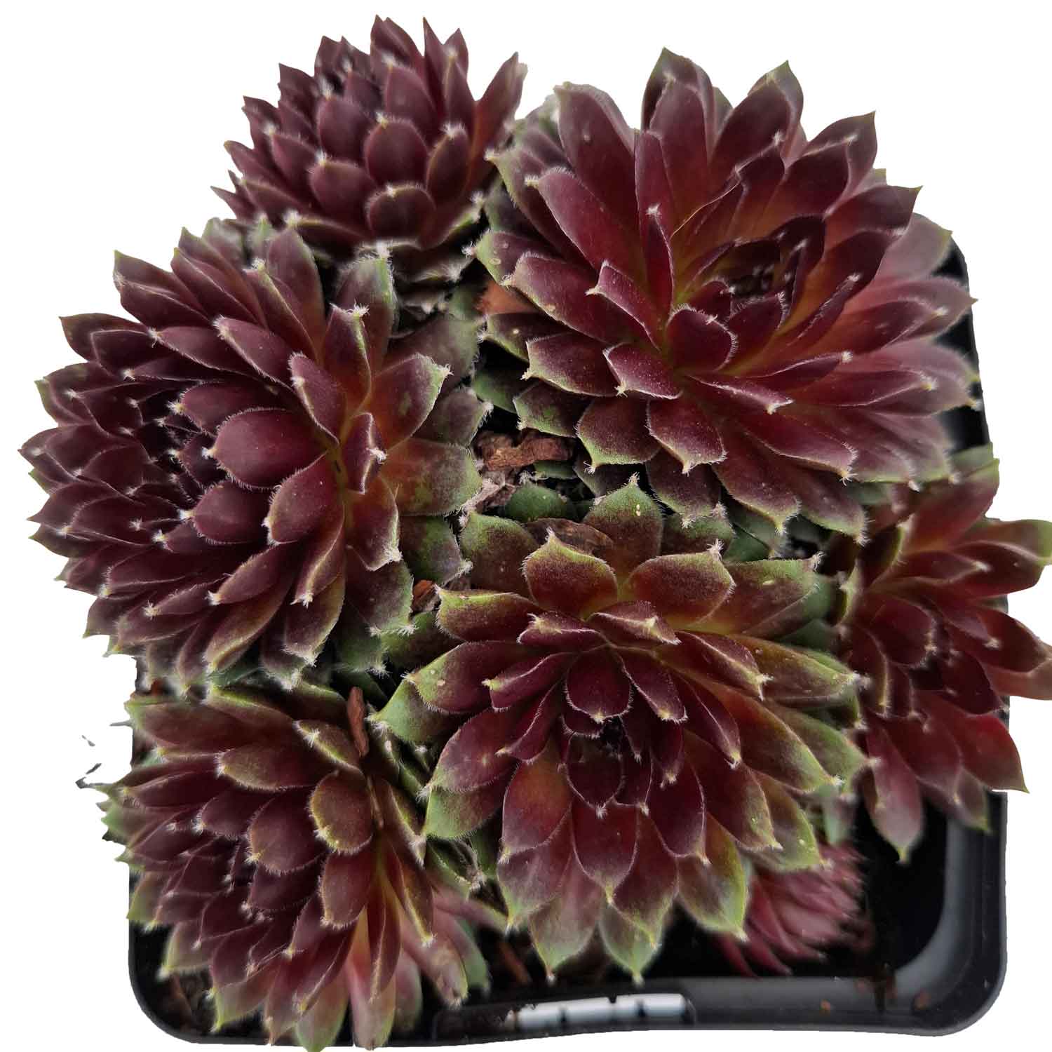 Sempervivum 'Sprite' P9