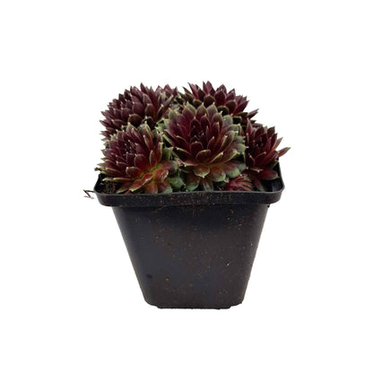 Sempervivum 'Sprite' P9