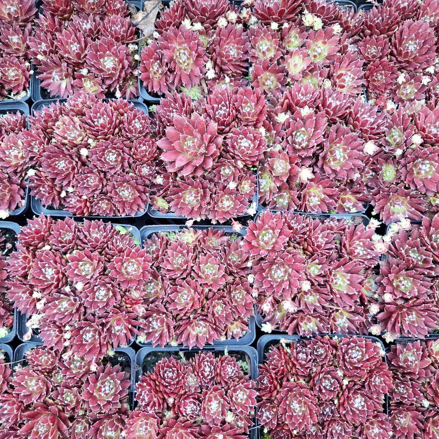 Sempervivum 'Silberkarneol' P9