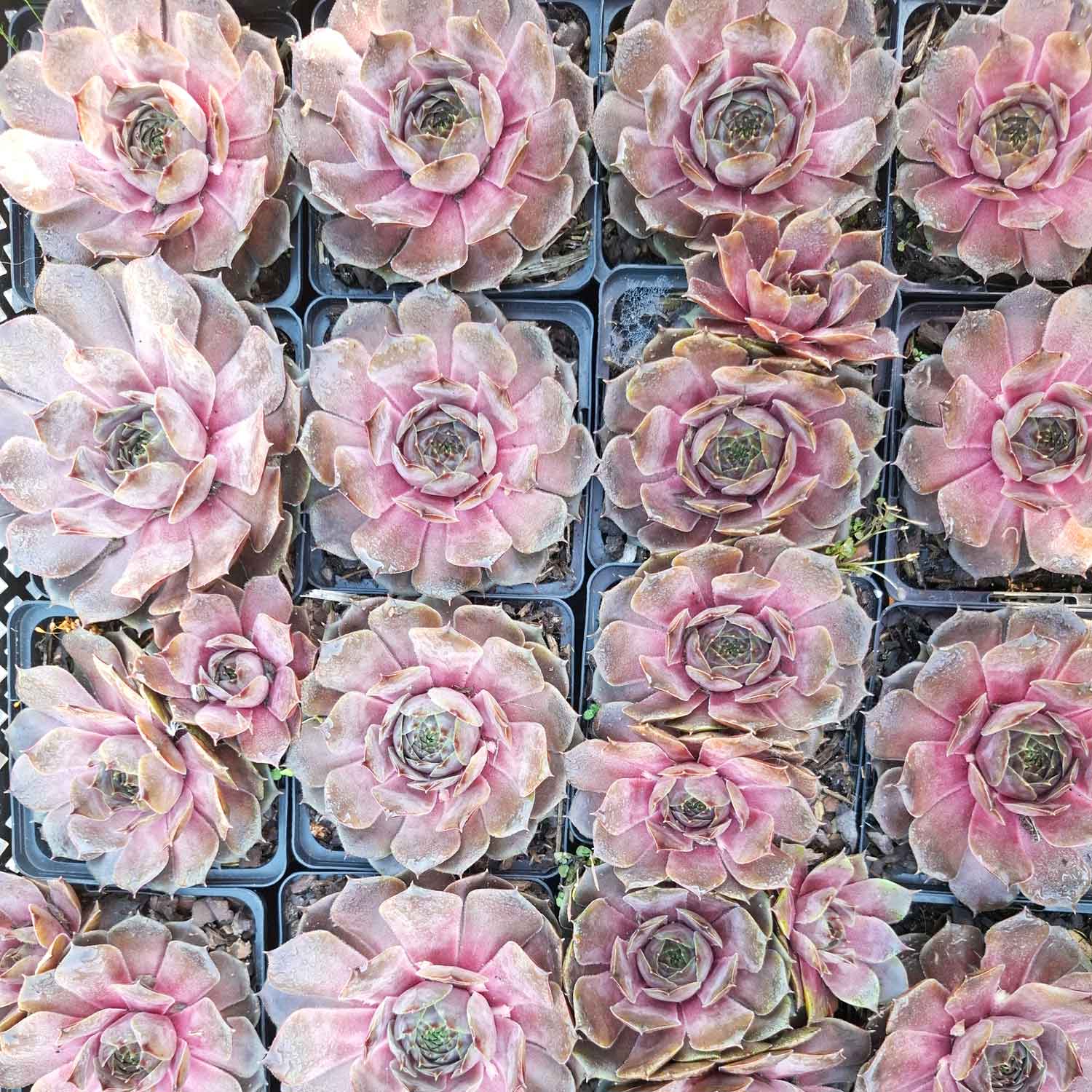 Sempervivum 'Feldmaier' P9