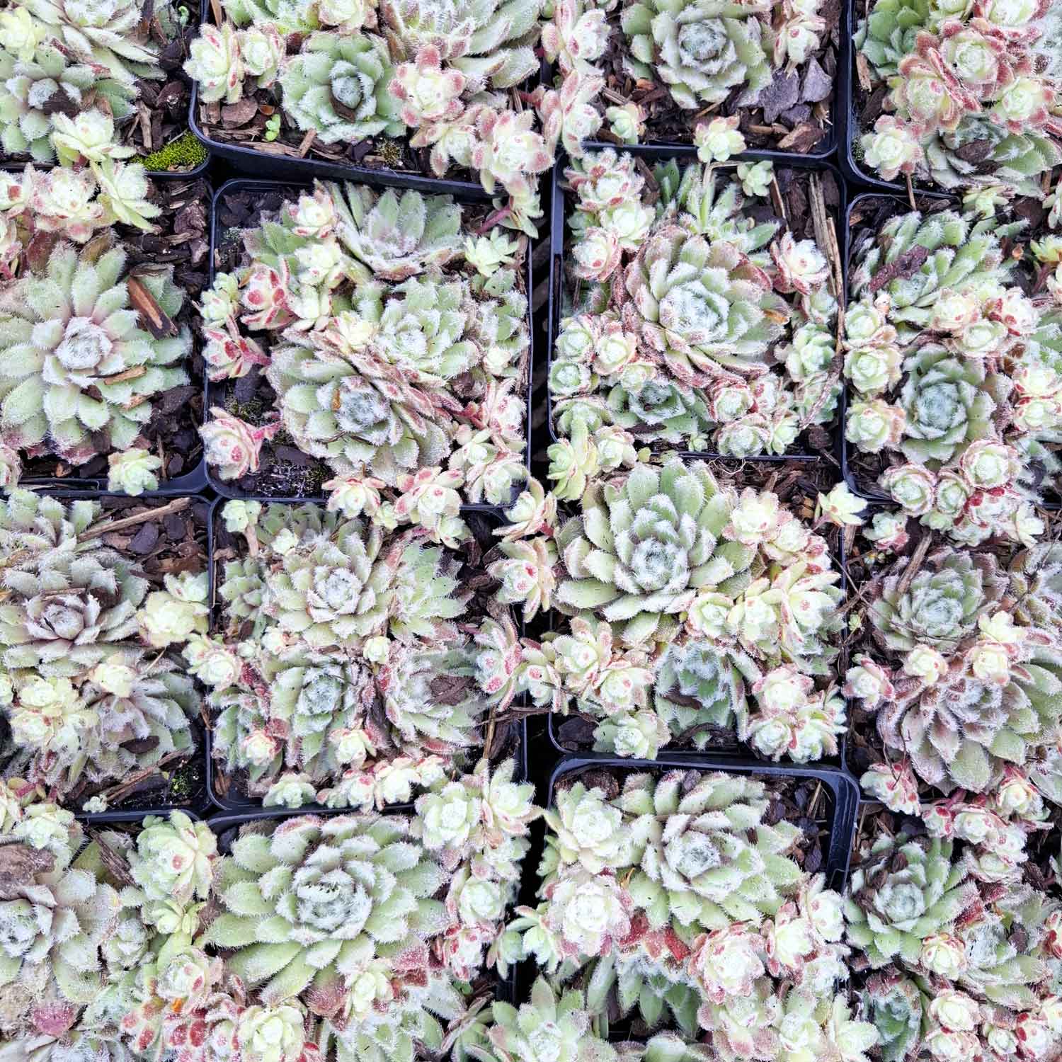 Sempervivum 'Van der Steen' P9