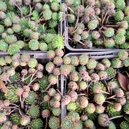 Sempervivum arachnoideum P9