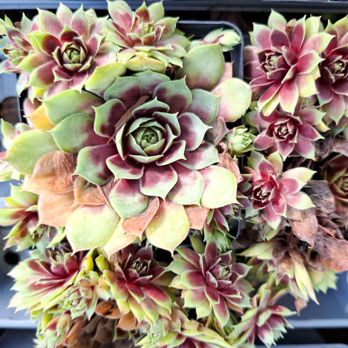Sempervivum 'Hayling' P9