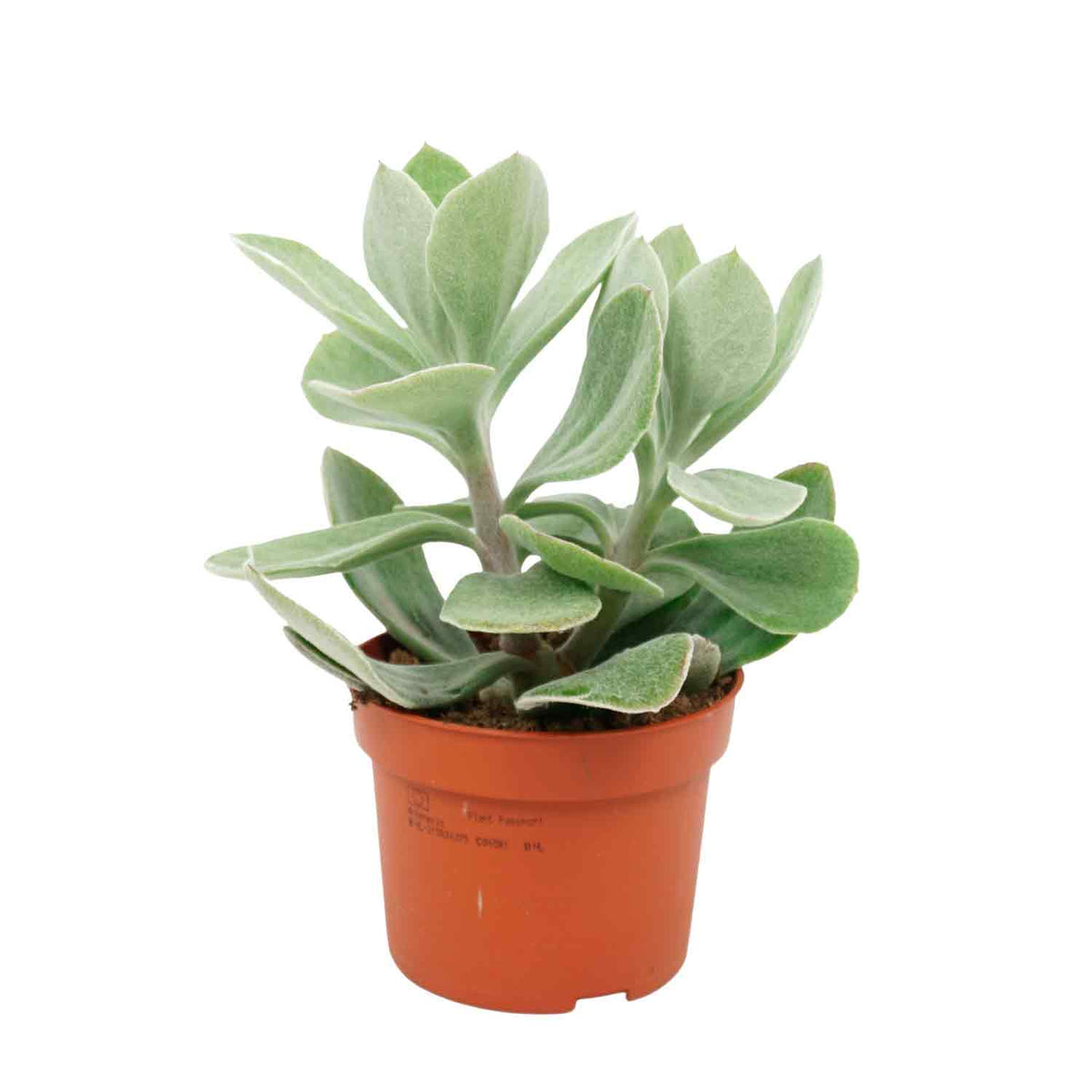 Senecio medley 10,5cm