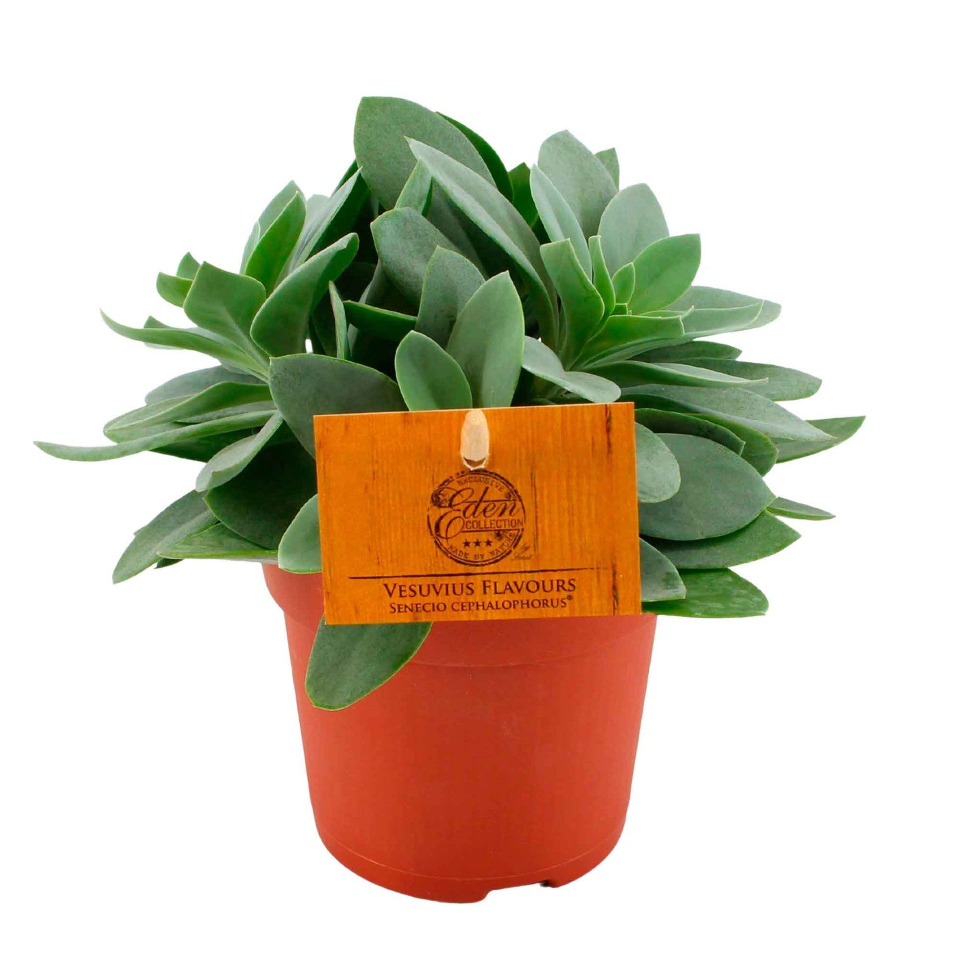 mountain fire succulent Senecio Mountain Fire 10.5cm