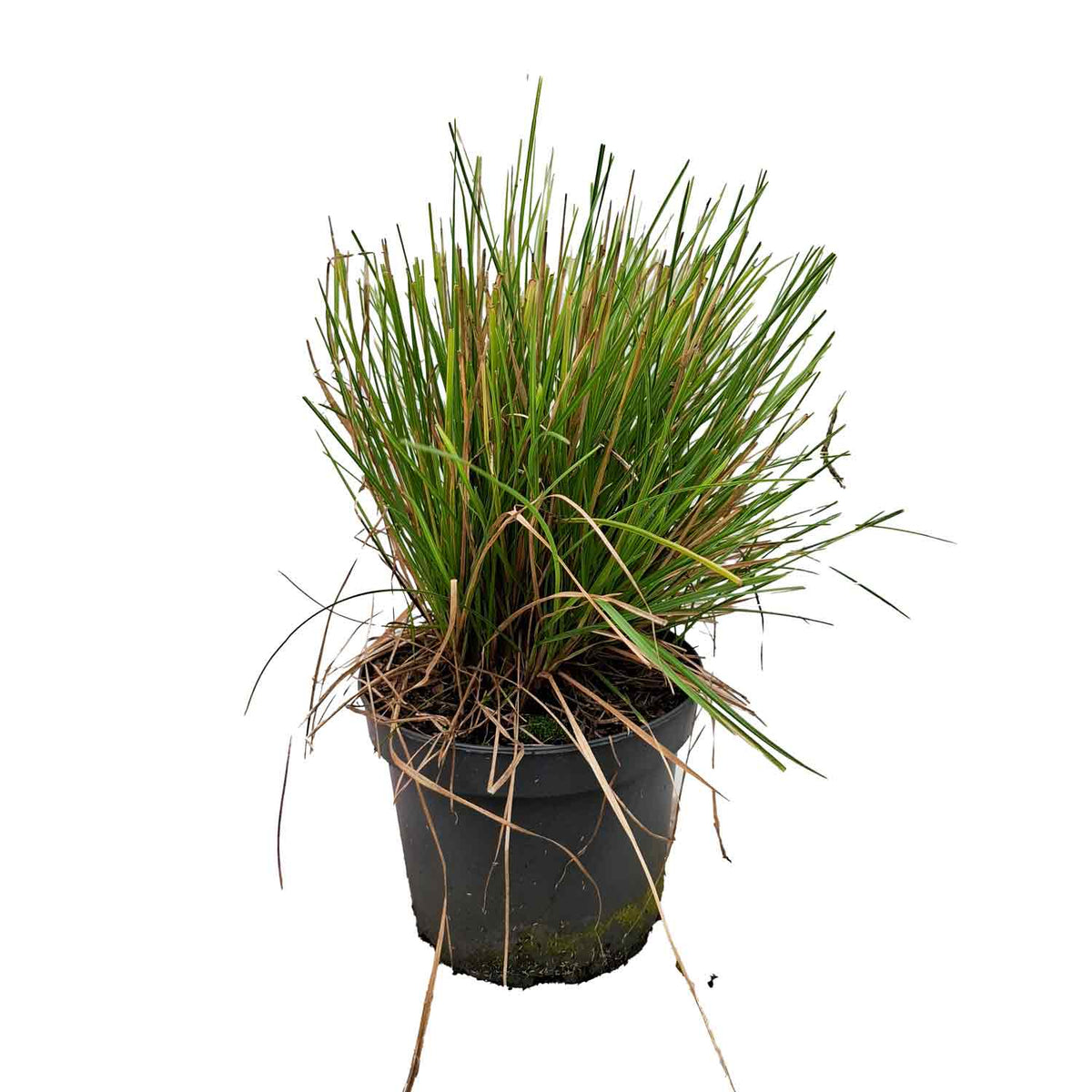 Sesleria autumnalis 5L