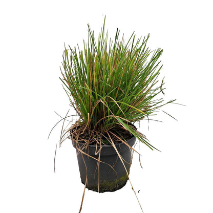 Sesleria autumnalis 5L