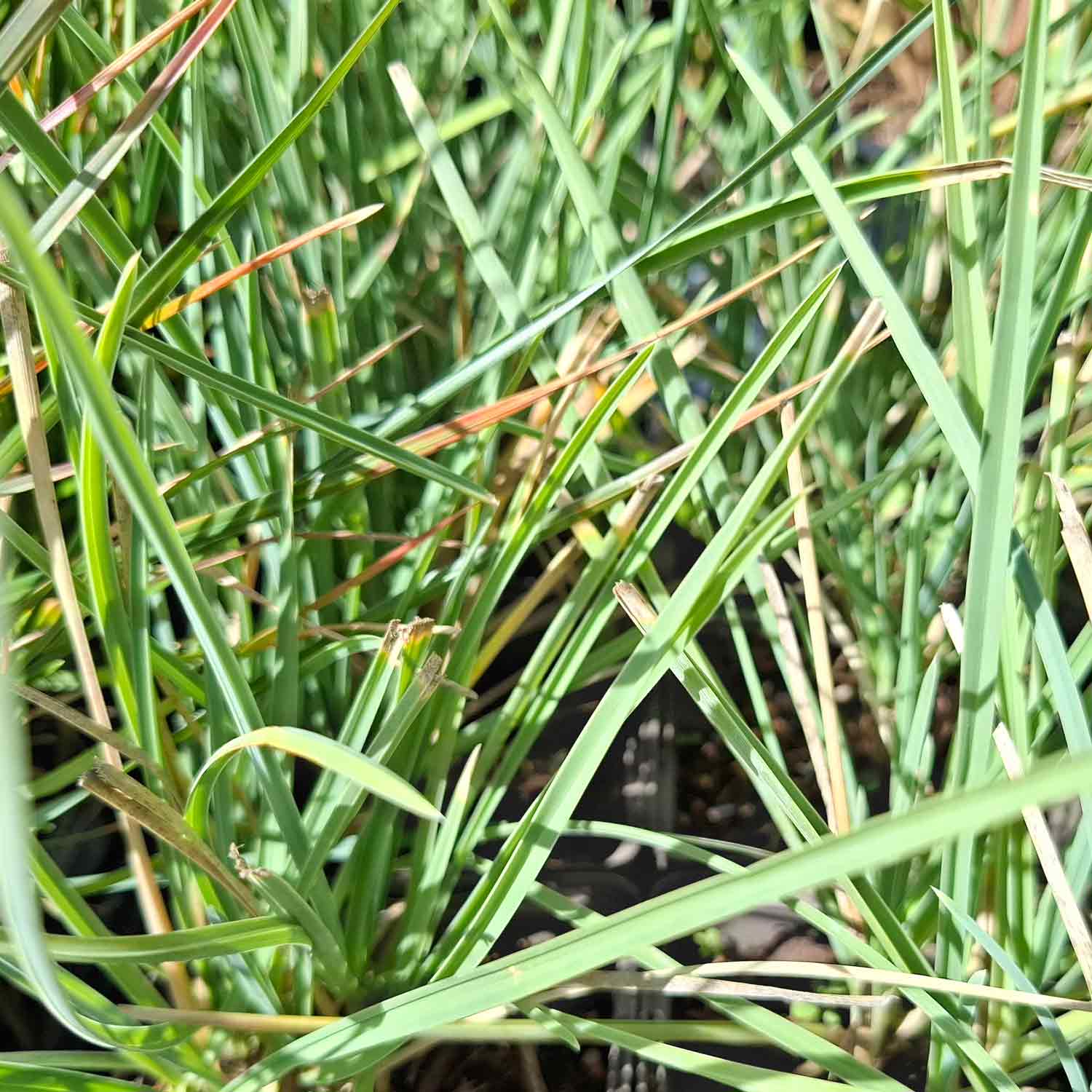 Sesleria nitida P9