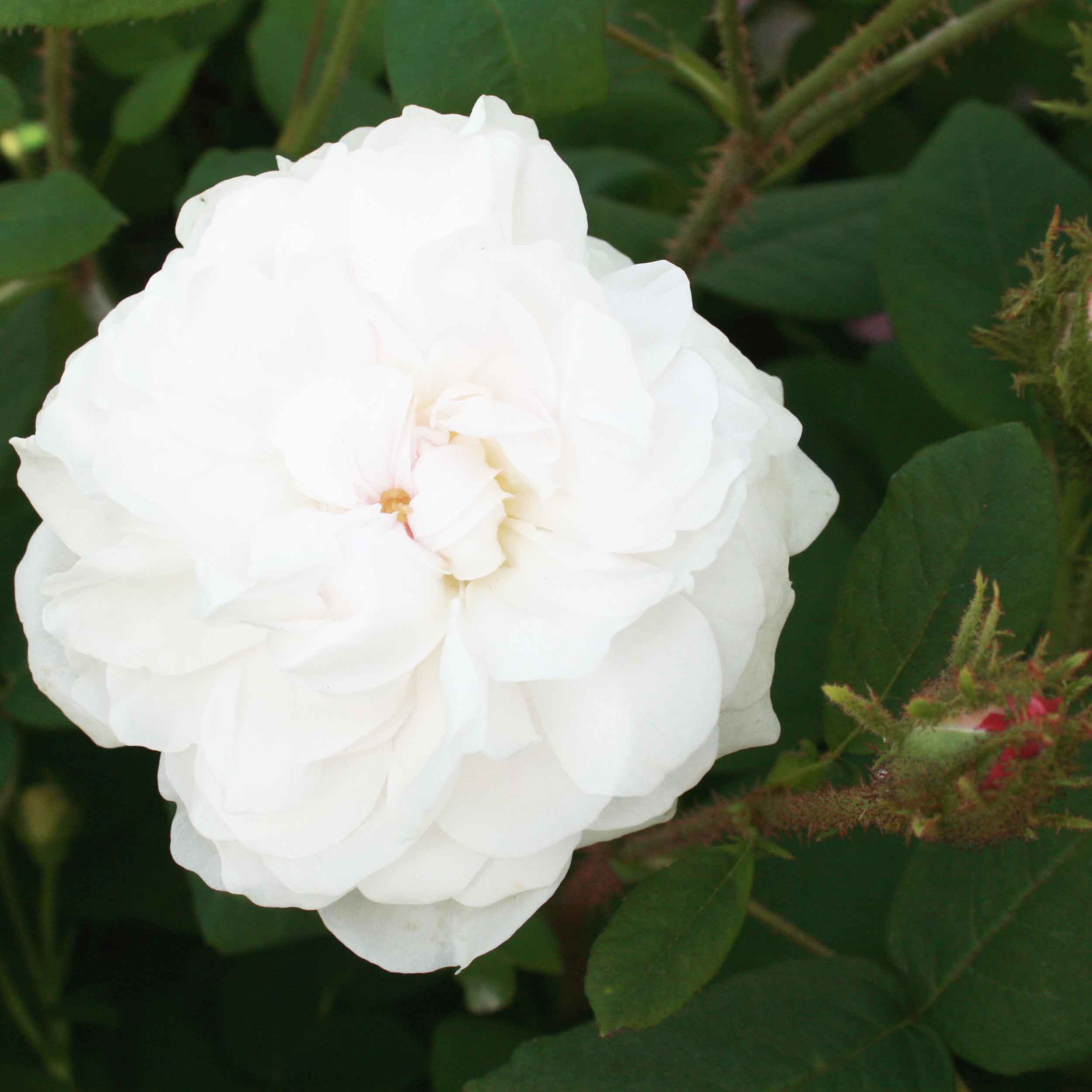 Mosrose 'Shailer's White Moss'