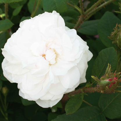 Mosrose 'Shailer's White Moss'