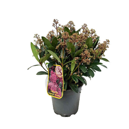 Skimmia jap. 'Rubella' 25-30 C3