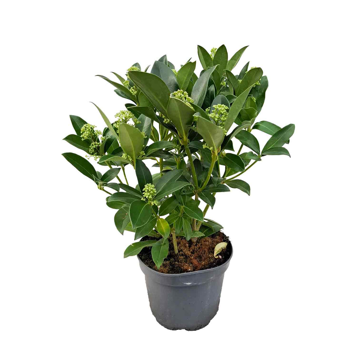 Skimmia jap. 'Fragrant Cloud' 25-30 C2