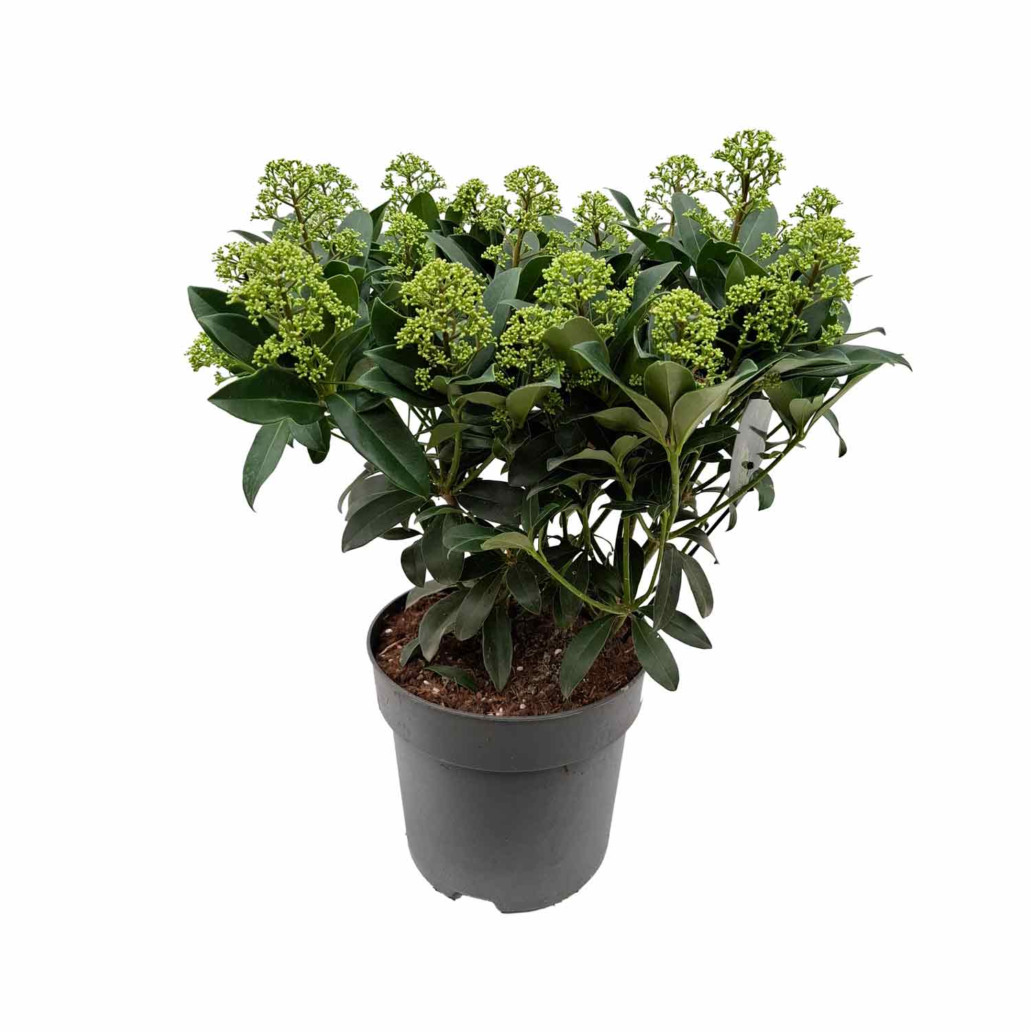 Skimmia j. 'Fragrant Cloud' C4