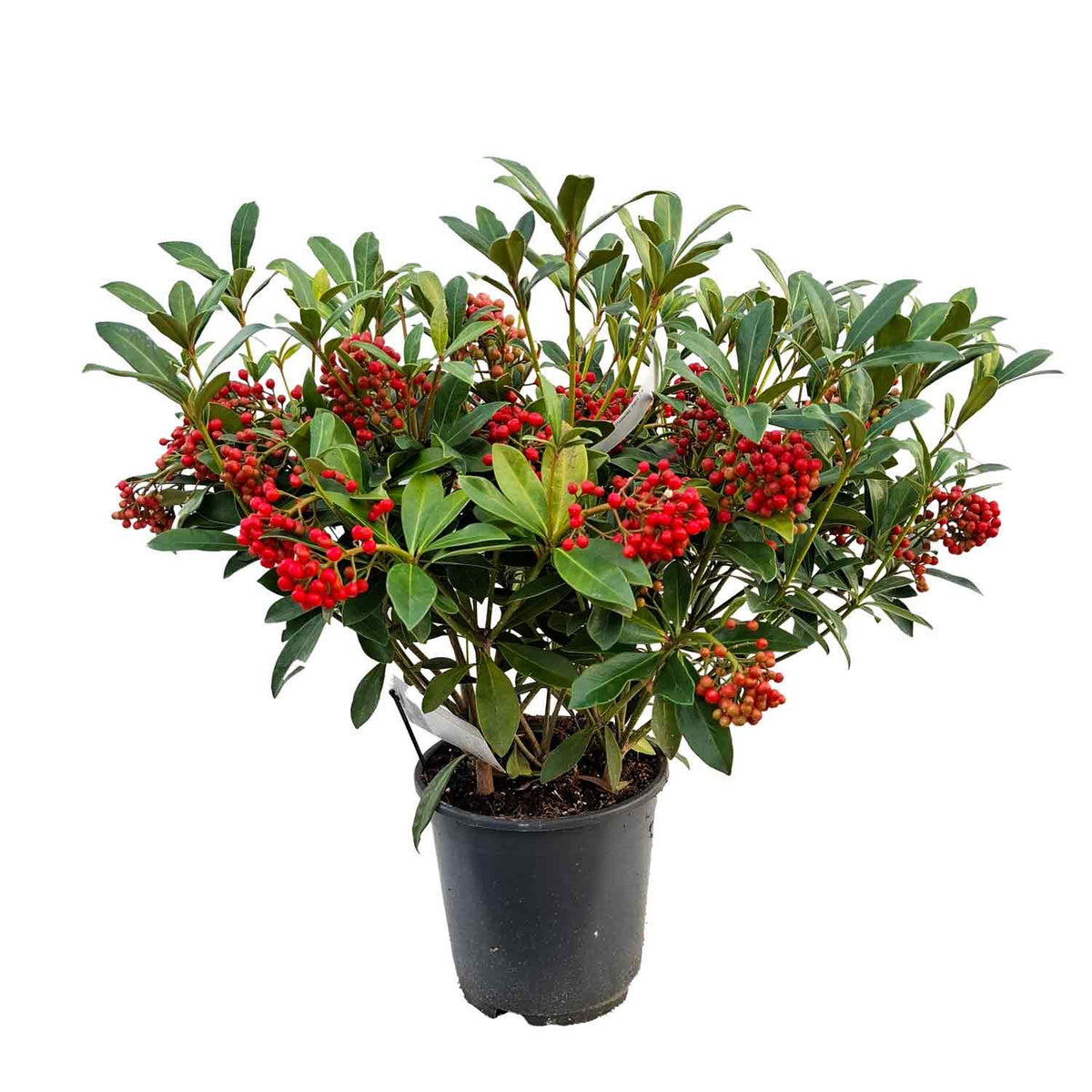 Skimmia jap. 'Pabella' PBR C5