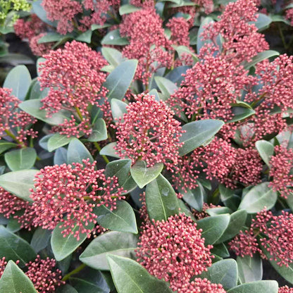 Skimmia j. 'Rubella' C4