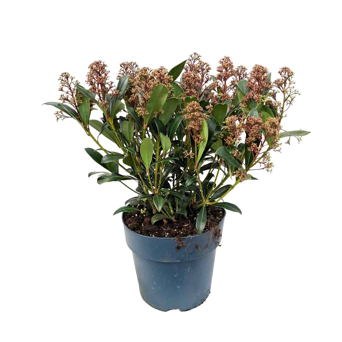 Skimmia jap. 'Rubella' 40-50 C5