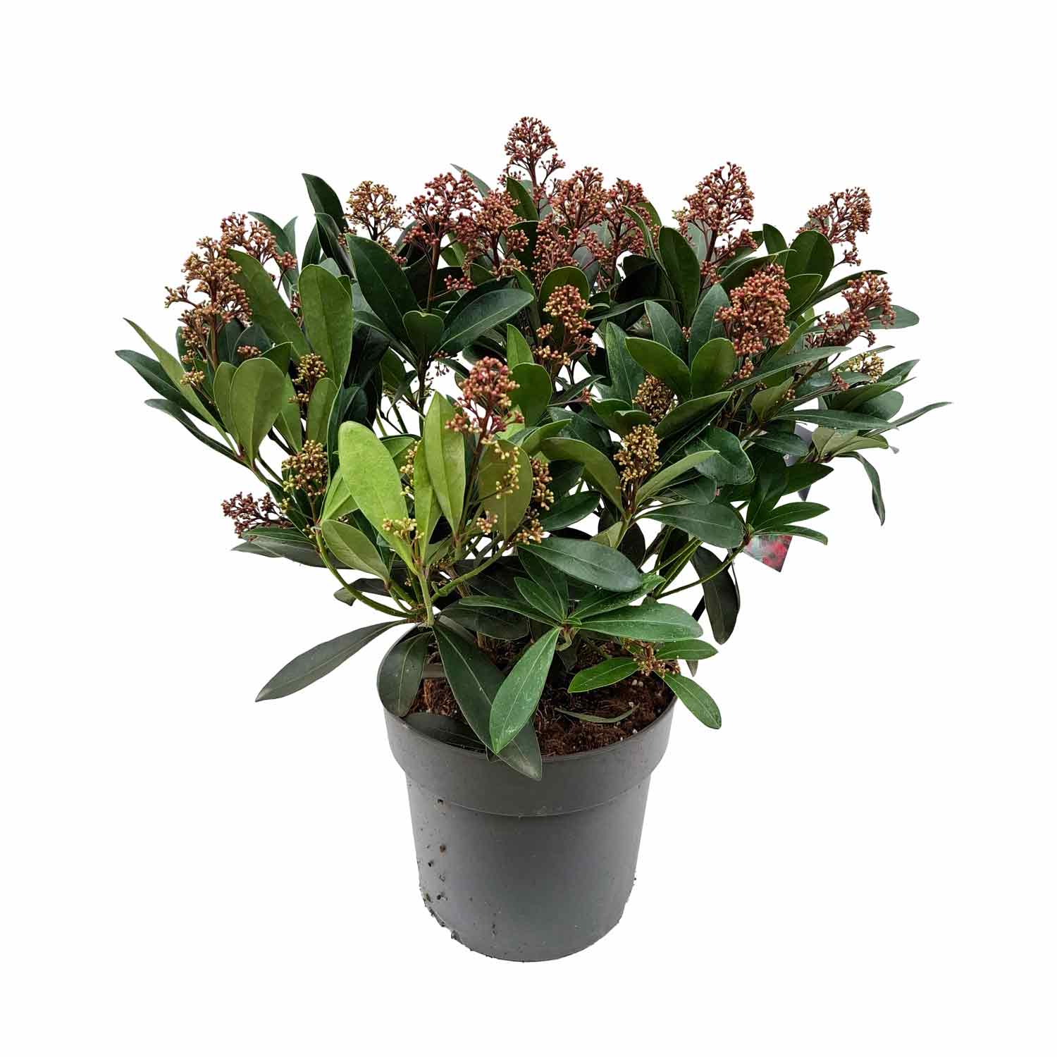 Skimmia j. 'Rubella' C4
