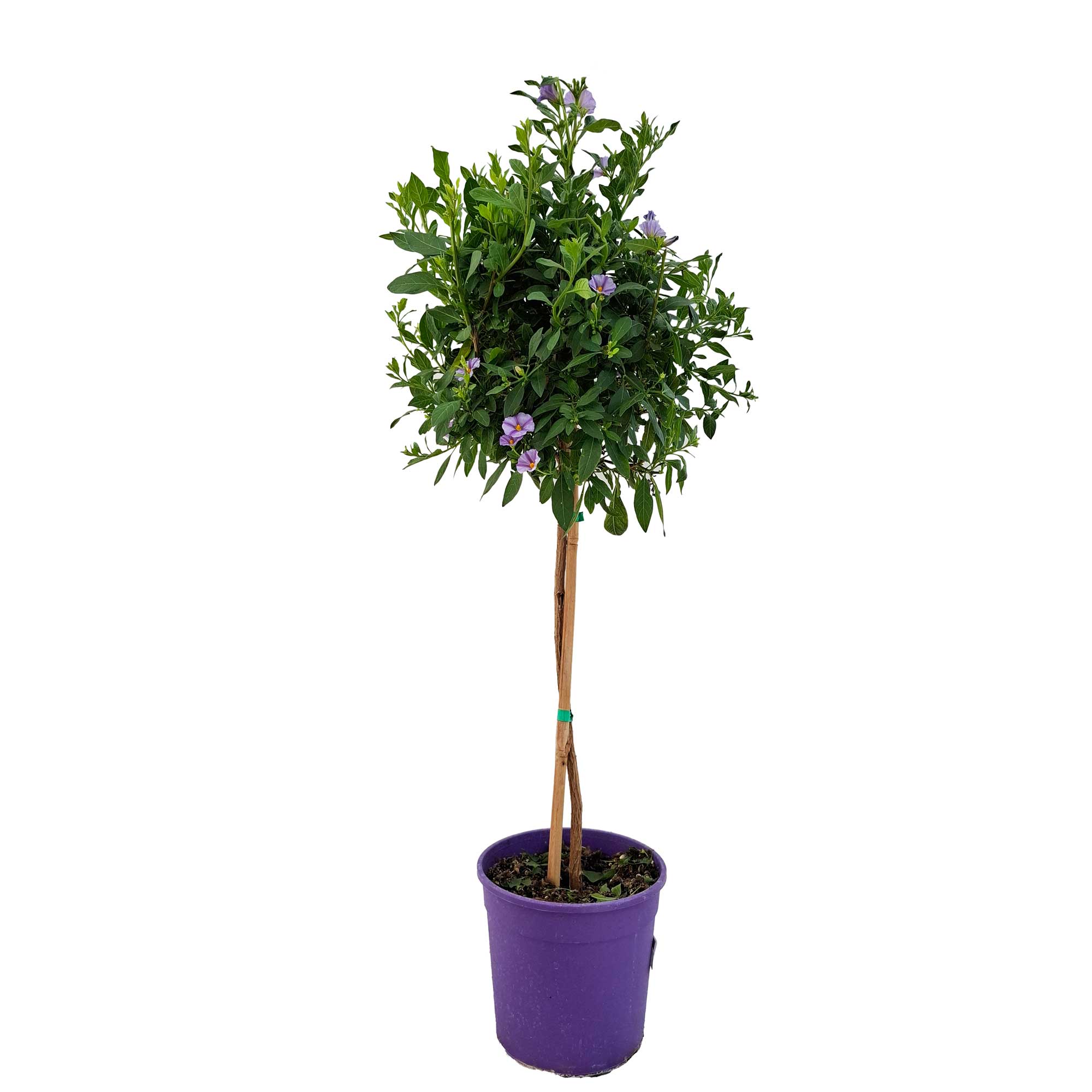 Solanum Rantonnetii Stem D18/19 H.0 65