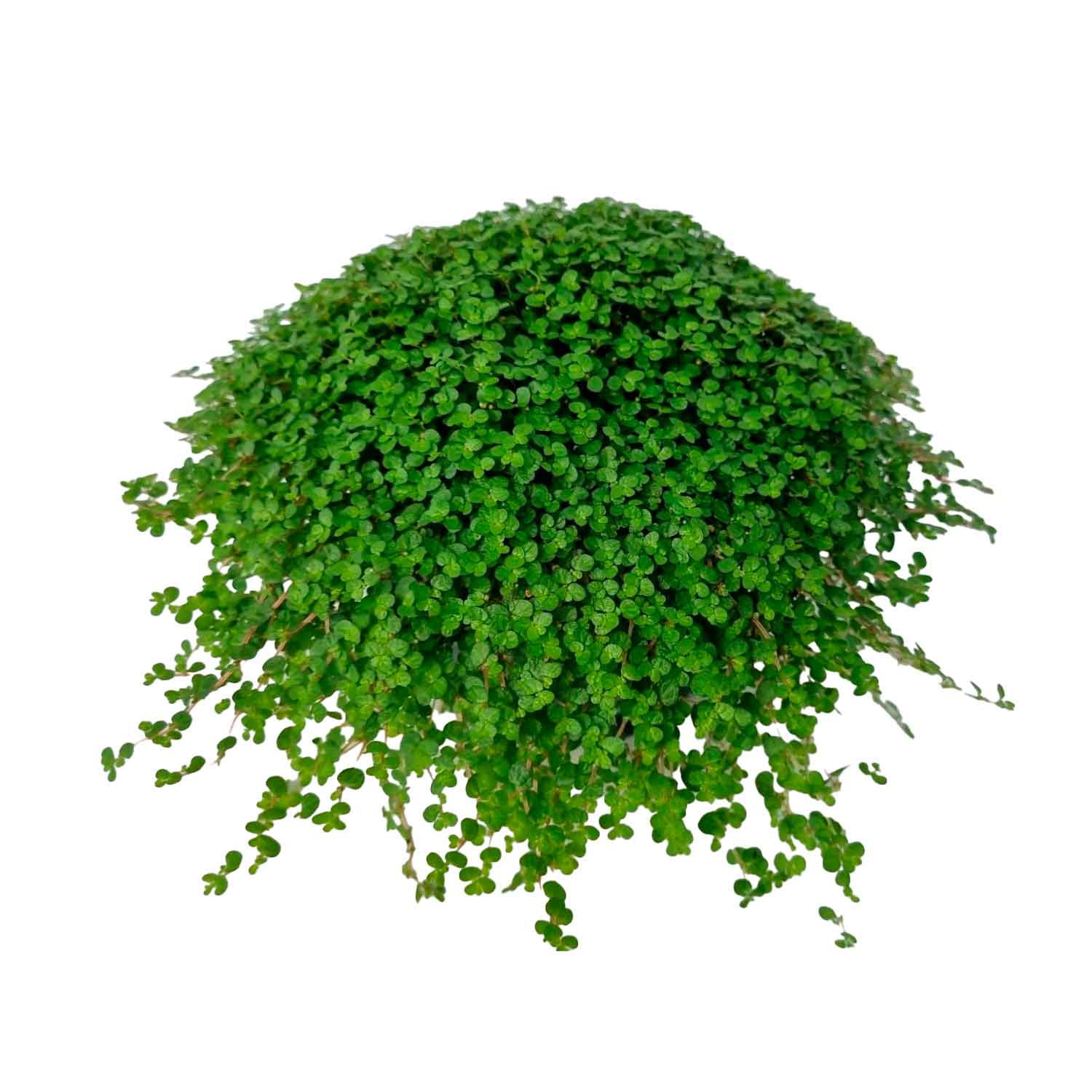Soleirolia sol. Green 13cm