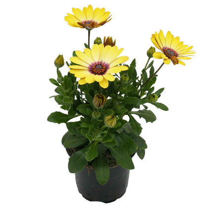 OSTEOSPERMUM ECKLONIS 11cm