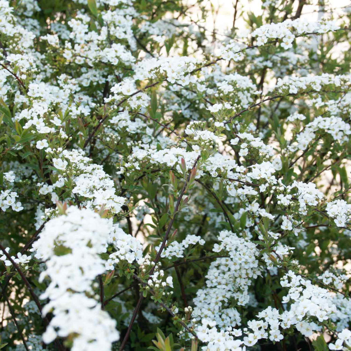 Spiraea vanhouttei 40/50 C5
