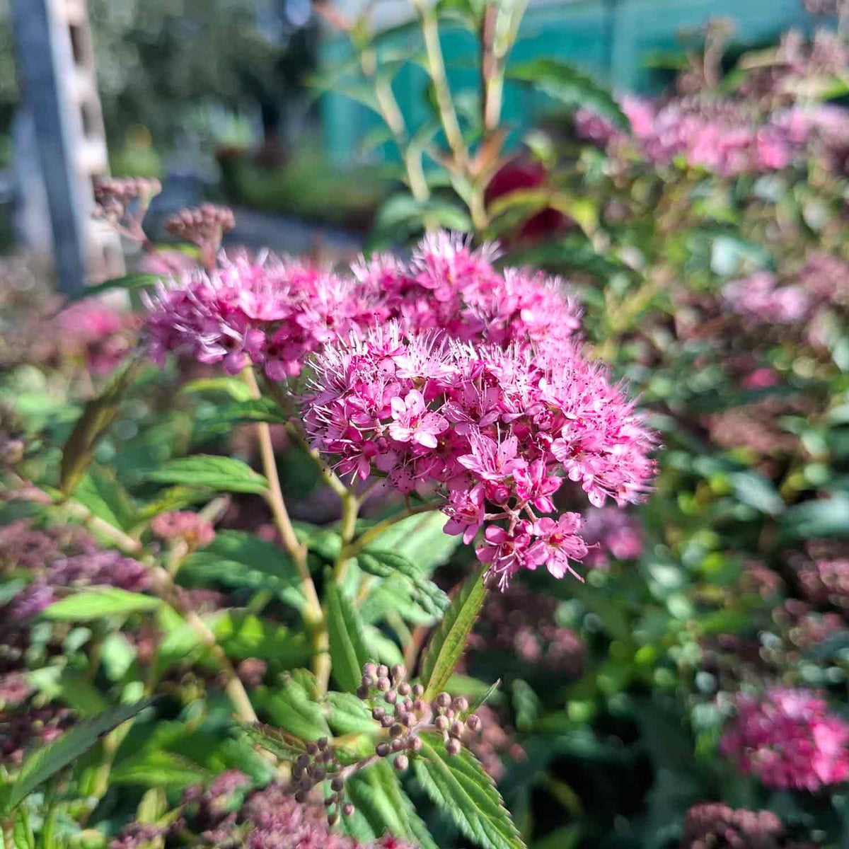 Spiraea bumalda 'Anthony Waterer' 40/50 C5