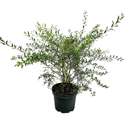 Spiraea cinerea 'Grefsheim' 40/50 C5