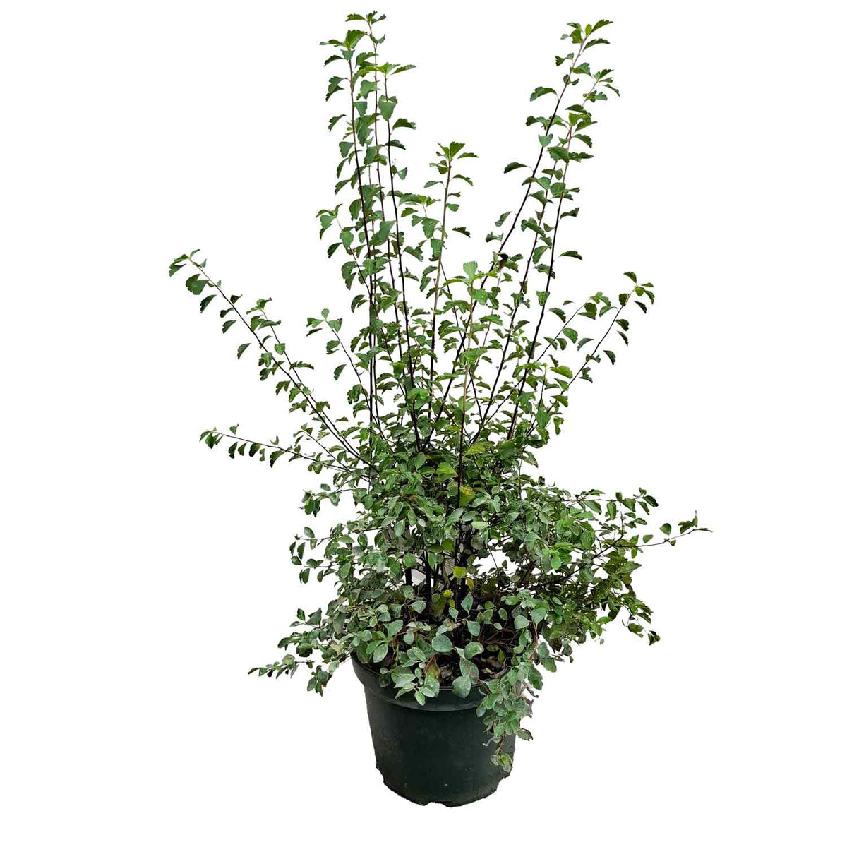 Spiraea vanhouttei 40/50 C5