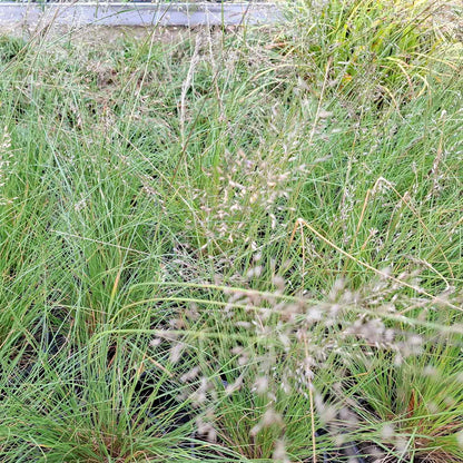 Sporobolus heterolepis 2L