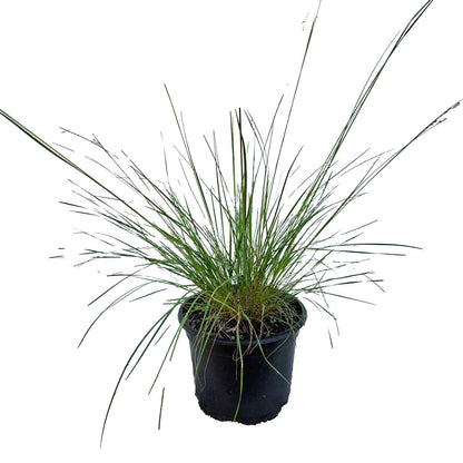 Sporobolus heterolepis 2L