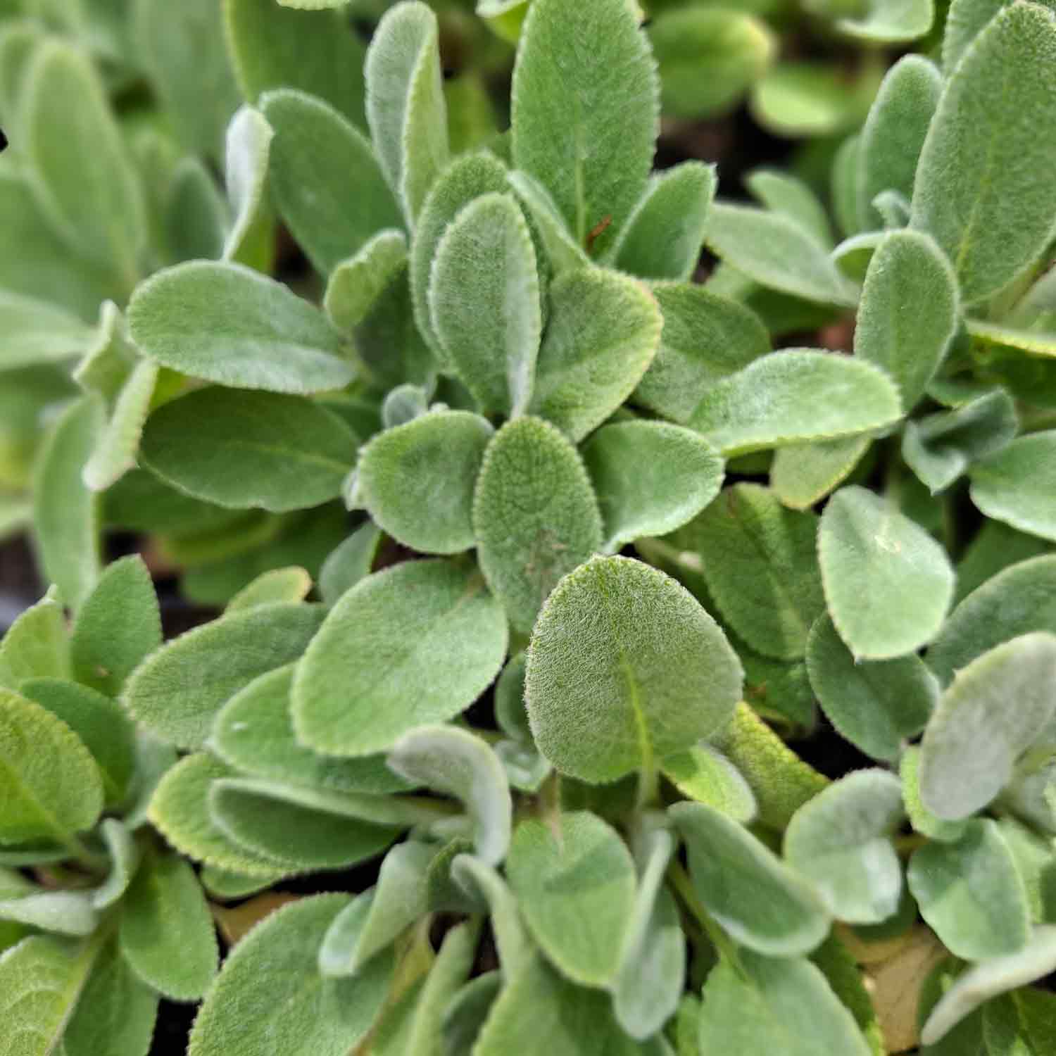 Stachys byzantina P9