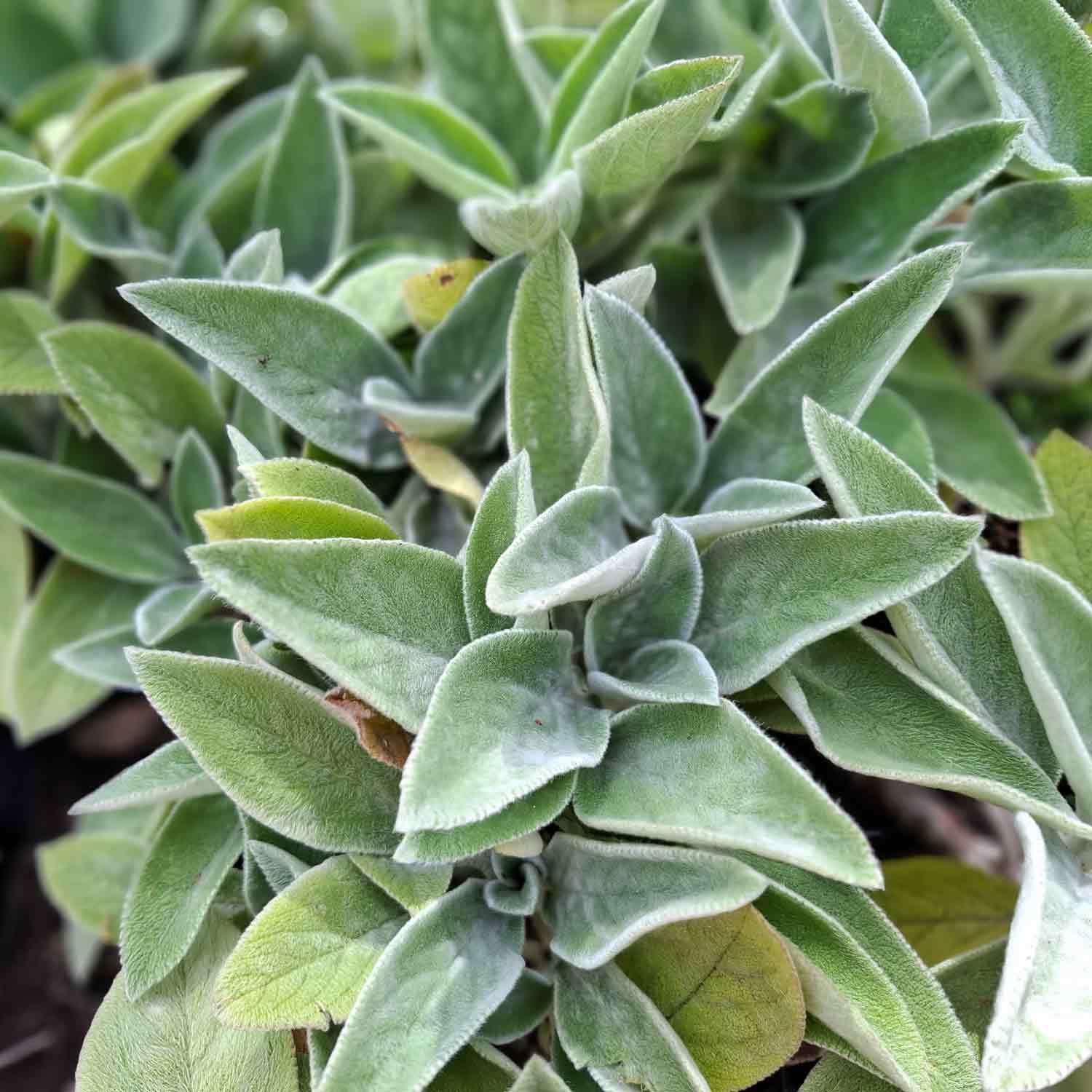 Stachys byzantina 'Big Ears' P9