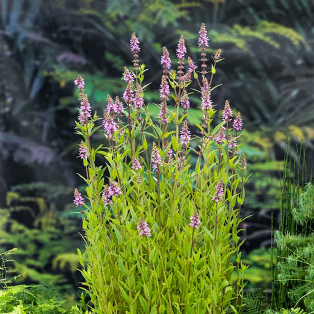 Stachys palustris P9
