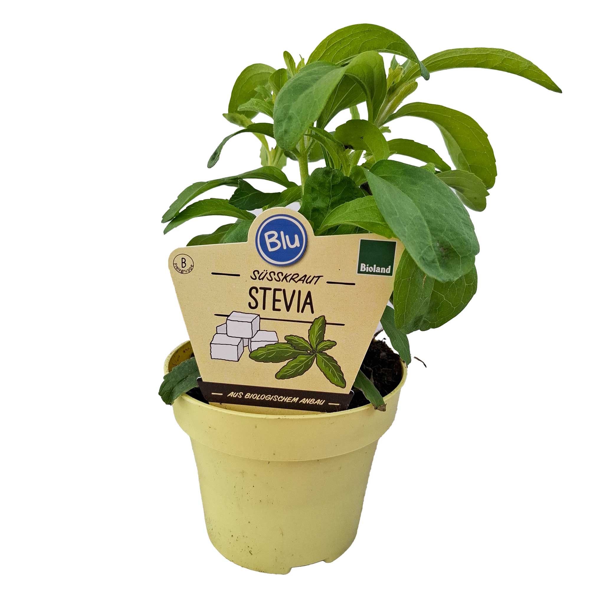 Stevia rebaudiana Bio   12cm