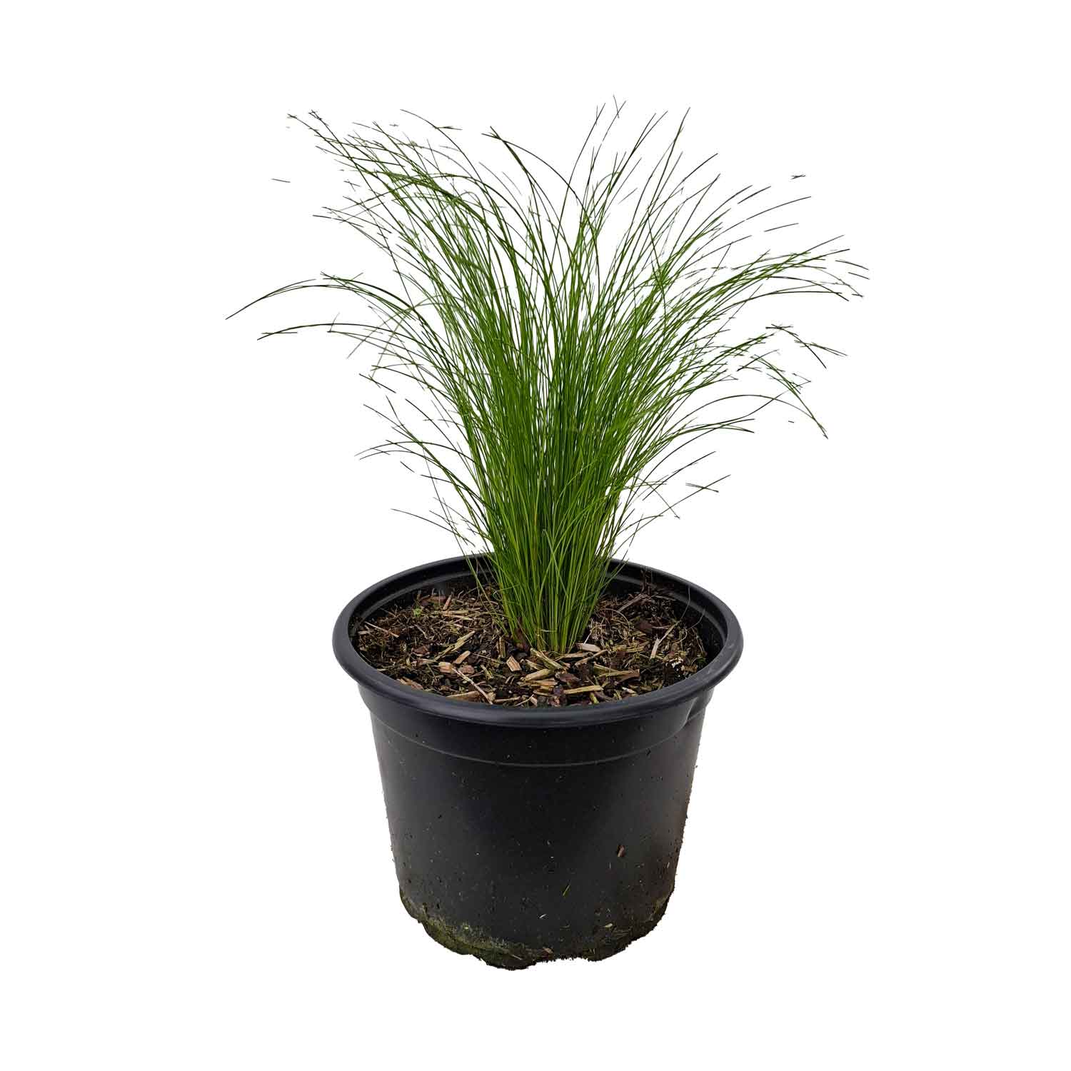 Stipa tenuissima 'Ponytails' 2L